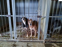 Количество заявок на отлов собак в Тюмени сократилось с четырех до трех тысяч