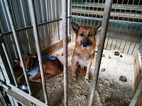 Количество заявок на отлов собак в Тюмени сократилось с четырех до трех тысяч