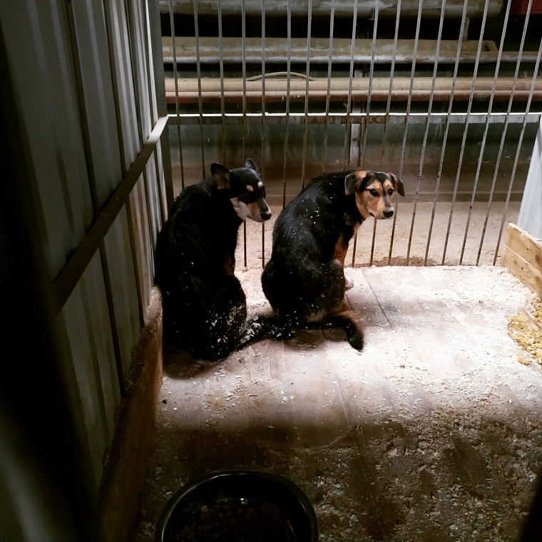 Количество заявок на отлов собак в Тюмени сократилось с четырех до трех тысяч