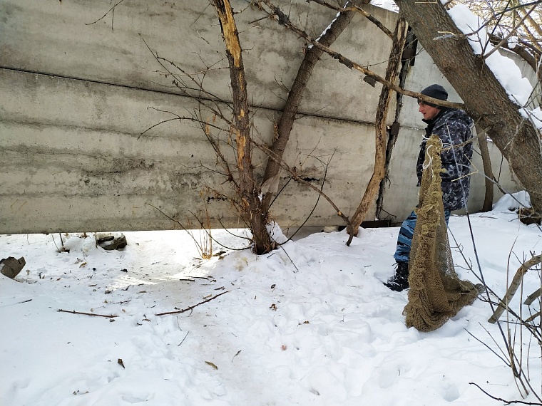 Количество заявок на отлов собак в Тюмени сократилось с четырех до трех тысяч