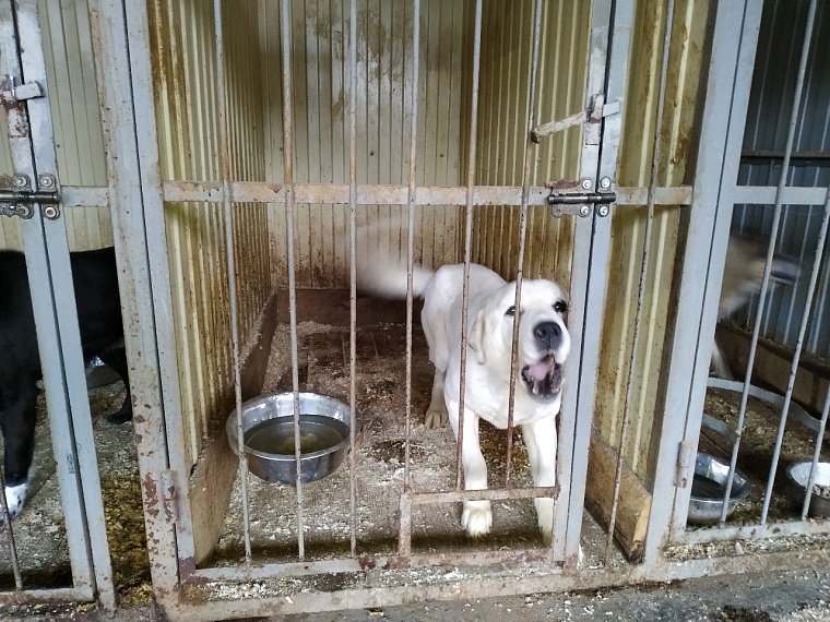 Количество заявок на отлов собак в Тюмени сократилось с четырех до трех тысяч