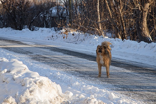 Глава СКР поручил ямальским следователям разобраться с бродячими собаками в Лабытнанги