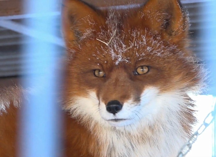 Медведица в тюменском зоопитомнике бодрствует