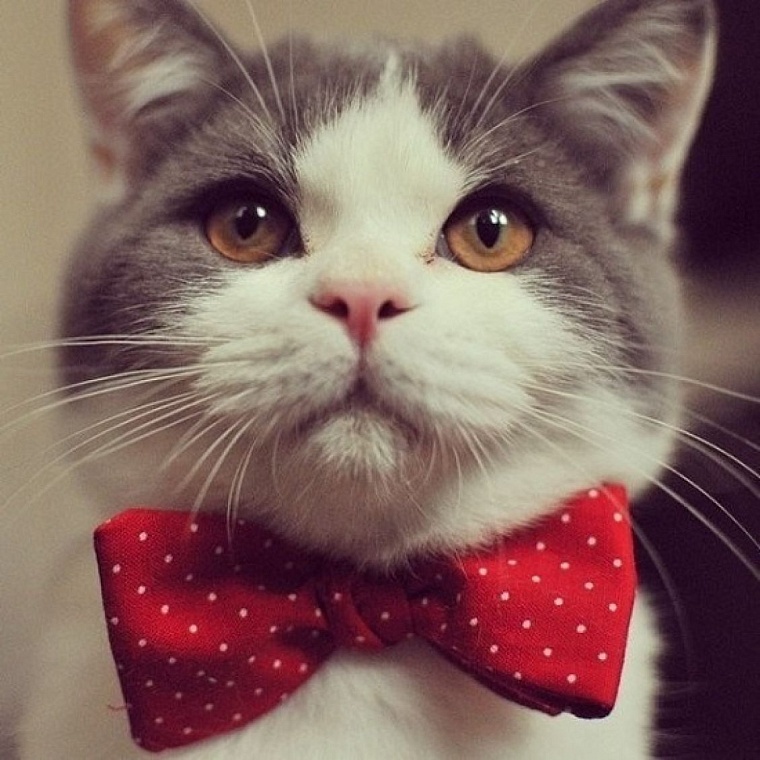 Афиша на уик-энд: «Котодень», дресс-кроссинг и «Славянский базар»