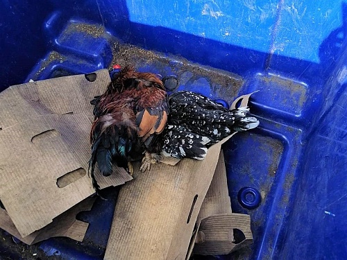 Из-за птичьего гриппа в нескольких деревнях Тюменской области не могут вывезти мусор