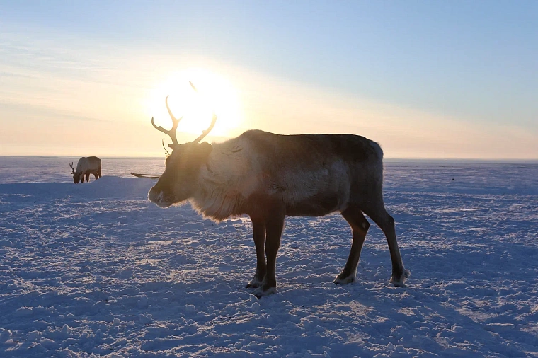 В Лабытнанги благоустроят кладбище оленеводов