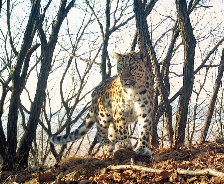 Тюменцы могут помочь выбрать имя дальневосточному леопарду