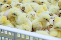 На Боровскую птицефабрику завозят инкубационное яйцо и цыплят