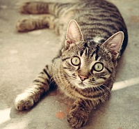 В Тобольске помогли найти новых хозяев брошенным кошкам