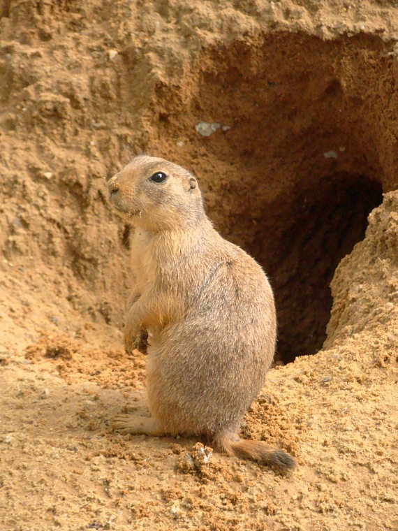 В Юргинском районе введен карантин по бешенству
