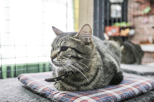 То ластится, то кусается: ветеринар объяснила поведение кошек