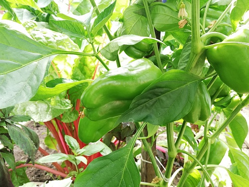 Что тюменцам посадить на даче в августе