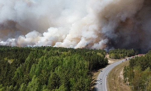 Горевшие леса в Тюменском районе обследует лесопатолог