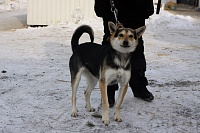 В Тюменской области появятся штрафы за выгул собак без поводка и намордника