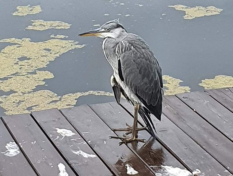 Деревенский отдых с городским комфортом. Тюменская семья построила в Гусево купольный дом для любителей глэмпинга