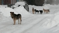 Бродячие собаки держат в страхе жителей Оренбурга