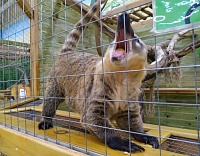 Мини-зоопарки в Тюмени после выхода нового закона: даже кота закрыли в вольере