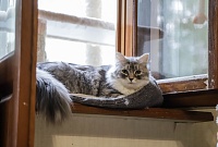 Кот из приюта, покоривший Россию, живет в Тюмени