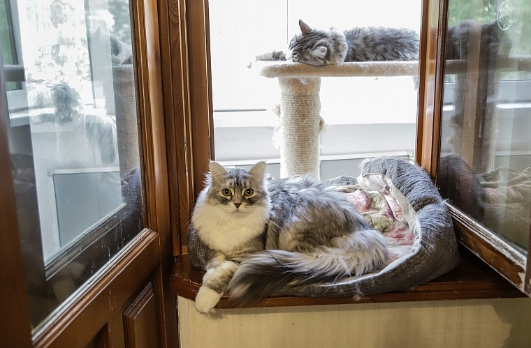 Кот из приюта, покоривший Россию, живет в Тюмени