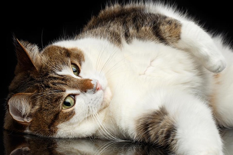 Кот из приюта, покоривший Россию, живет в Тюмени