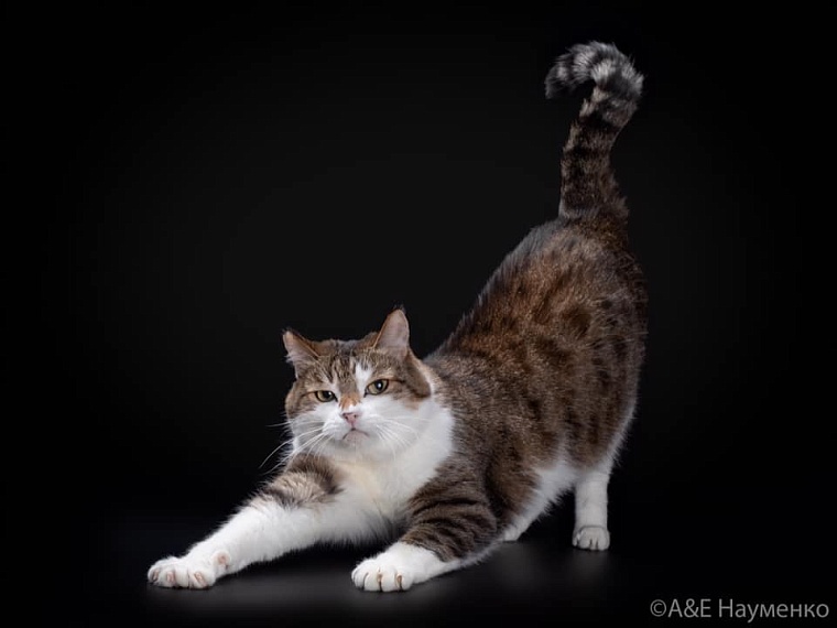 Кот из приюта, покоривший Россию, живет в Тюмени