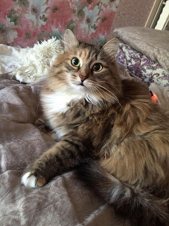 Кот из приюта, покоривший Россию, живет в Тюмени