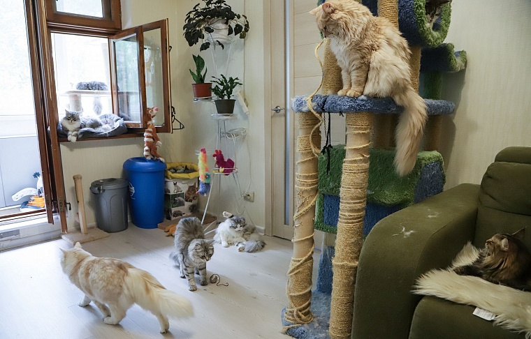 Кот из приюта, покоривший Россию, живет в Тюмени