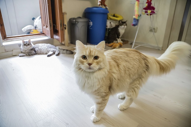 Кот из приюта, покоривший Россию, живет в Тюмени