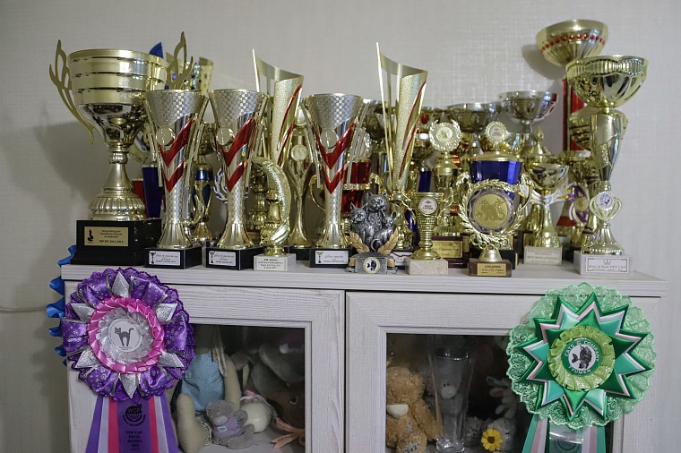 Кот из приюта, покоривший Россию, живет в Тюмени