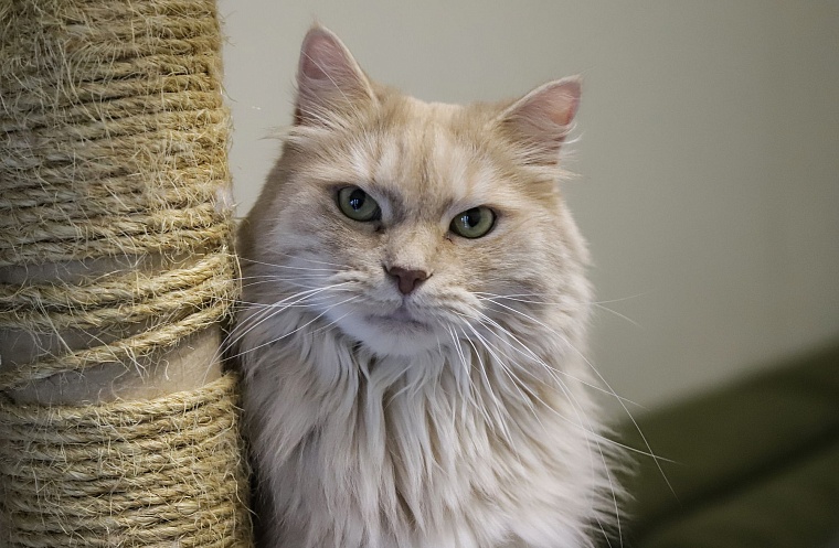 Кот из приюта, покоривший Россию, живет в Тюмени