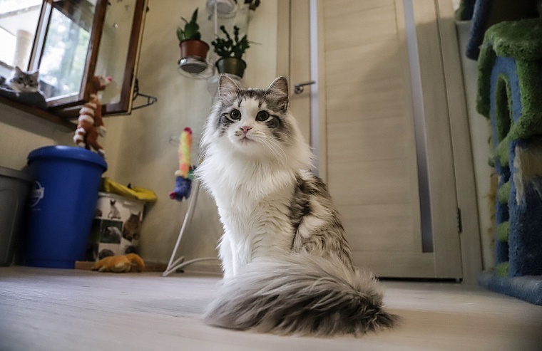 Кот из приюта, покоривший Россию, живет в Тюмени