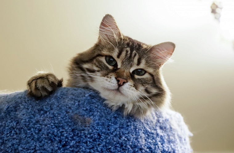 Кот из приюта, покоривший Россию, живет в Тюмени