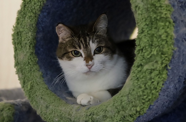 Кот из приюта, покоривший Россию, живет в Тюмени