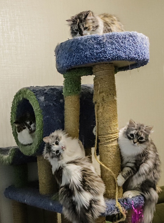 Кот из приюта, покоривший Россию, живет в Тюмени