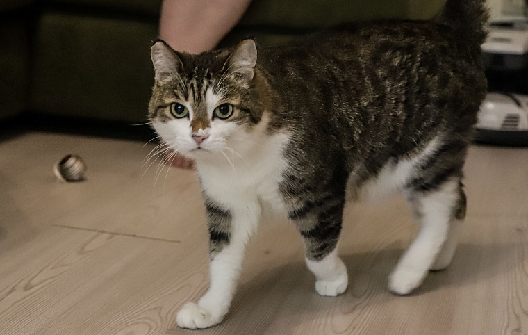 Кот из приюта, покоривший Россию, живет в Тюмени