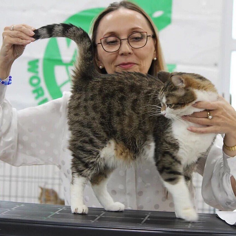 Кот из приюта, покоривший Россию, живет в Тюмени