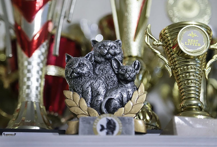 Кот из приюта, покоривший Россию, живет в Тюмени