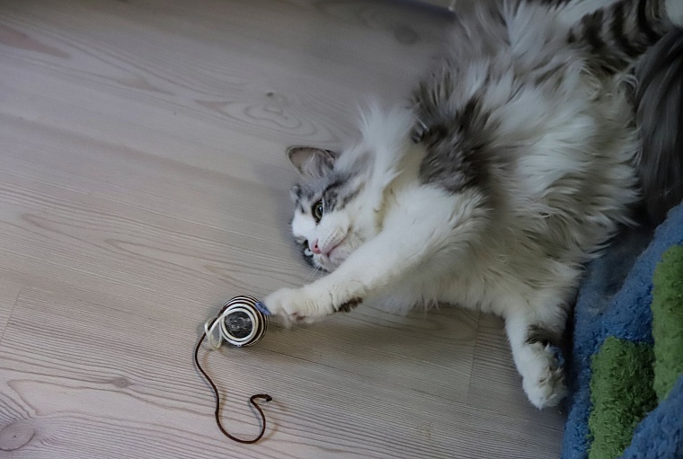 Кот из приюта, покоривший Россию, живет в Тюмени