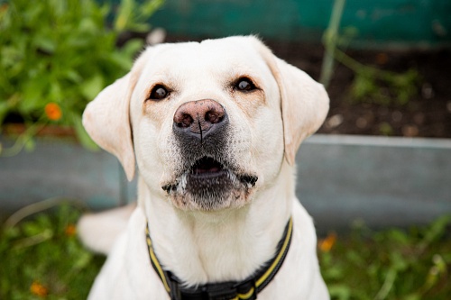 В Тобольске могут появиться «дог-боксы»