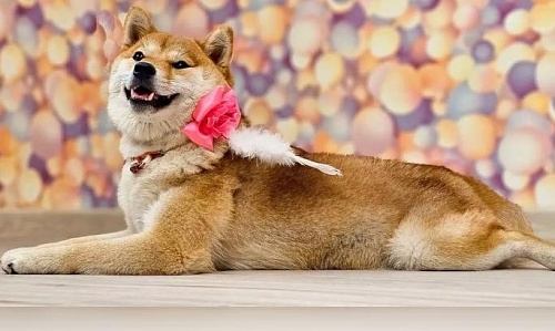 Мэр Урая устроил праздник в честь дня рождения своей собаки