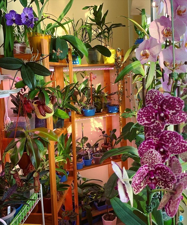 Тюменский врач создает тропический сад на лоджии