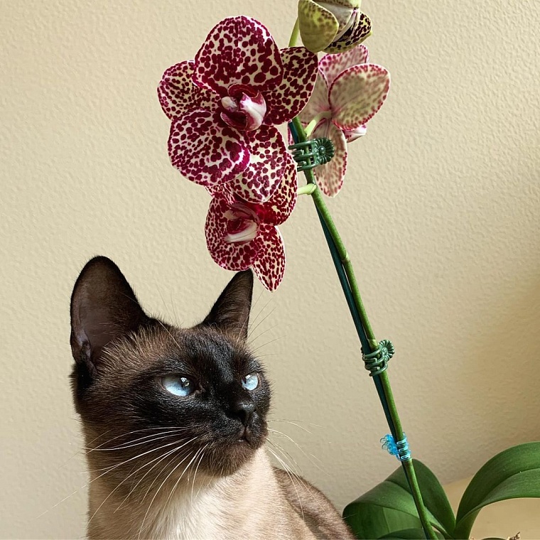 Тюменский врач создает тропический сад на лоджии