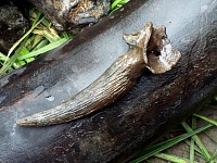 На дне реки Ишим туристы нашли бивни мамонта и челюсть пещерного медведя