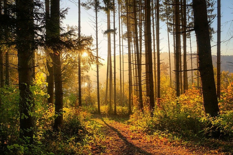 Фото: pixabay.com
