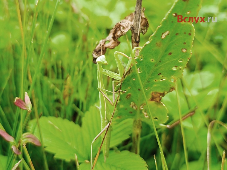 Главное - не прикасайтесь! В Тюменской области очевидец обнаружил богомола в естественной среде обитания