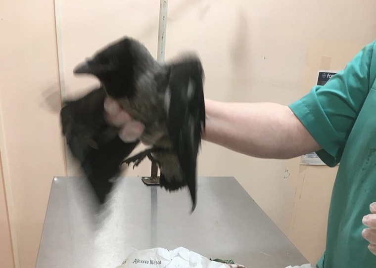 Что делать при виде птенца на земле