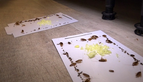 Жители плачут. Тюменскую многоэтажку атаковали тараканы