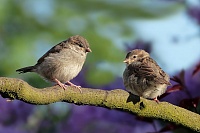 Орнитолог: Некоторые птицы, которых я беру на лечение, в природе бы не выжили