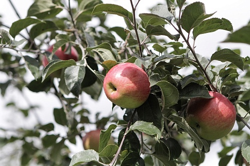 Подкормка сада весной: тюменцам рассказали о лучших удобрениях