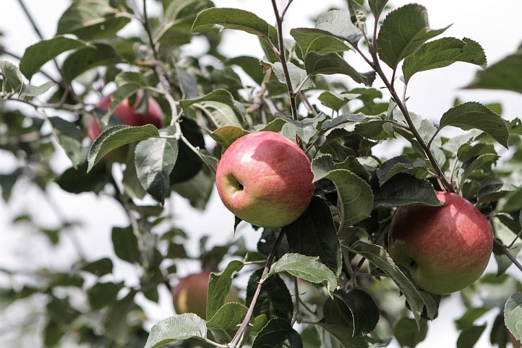 Подкормка сада весной: тюменцам рассказали о лучших удобрениях